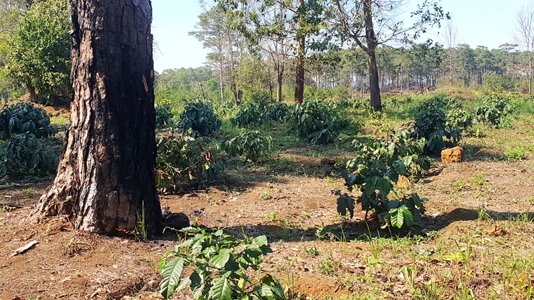 Hiện trường với gần 4 hecta đất lâm nghiệp tại Tiểu khu 442 (Nao Quang, xã Lộc Phú, huyện Bảo Lâm) bị các đối tượng lấn chiếm trồng cà phê