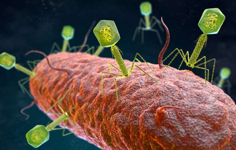 Thể thực khuẩn là loại virus ký sinh trên vi khuẩn