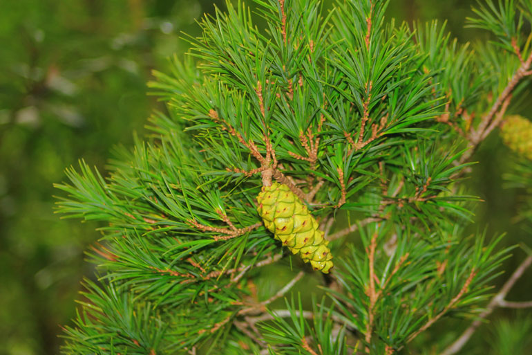 Thông 2 lá dẹt (Pinus Krempfii Lecomte)