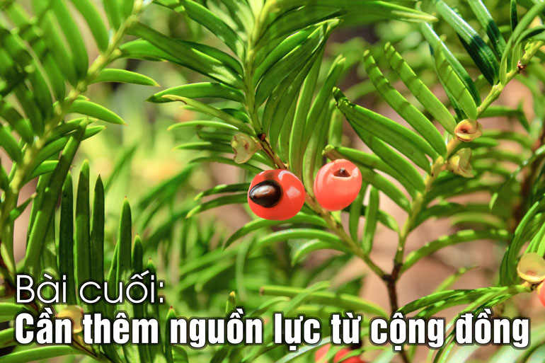Thông đỏ nam (Taxus wallichiana), loài cây quí hiếm, hiện Lâm Đồng chỉ còn khoảng 500 cây