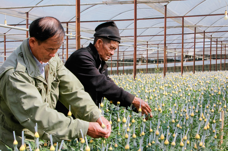 Ông Bồ Long và ông Nguyễn Hiển đang xem giống hoa mới
