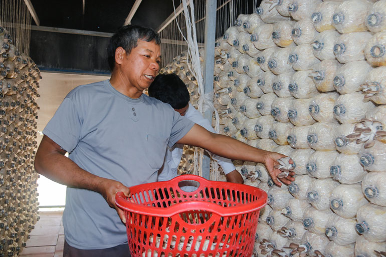 Đảng viên K’ Hoa vận động Nhân dân trồng nấm bào ngư để tiến tới thành lập hợp tác xã