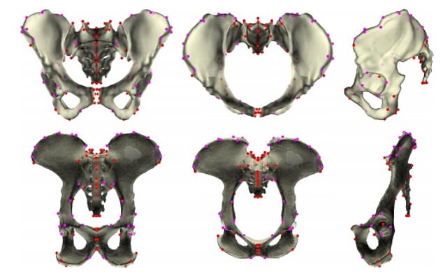 Các nhà nghiên cứu đã đo kích thước khung xương chậu trung bình của con cái và con đực loài tinh tinh ở các góc nhìn