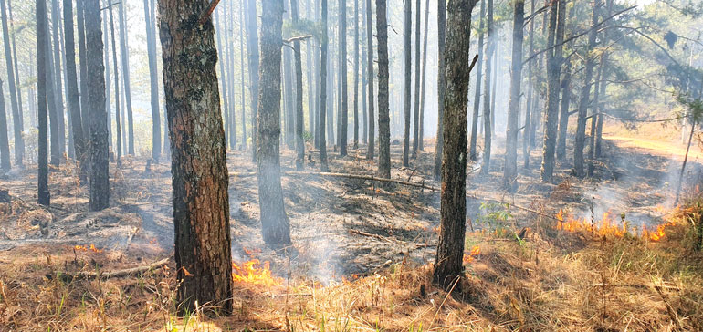Đám cháy thực bì tại Đà Lạt trong khi mức cảnh báo cháy rừng đang ở mức cực kỳ nguy hiểm