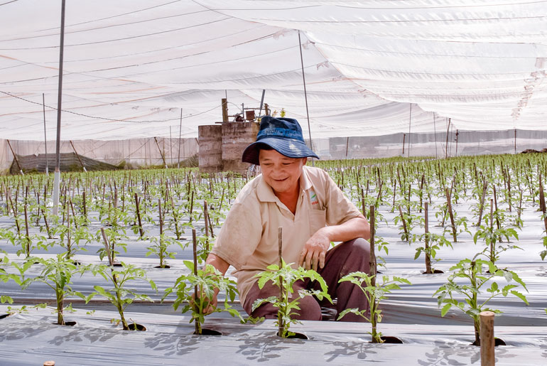 Người Hoa ở Đơn Dương ngoài buôn bán còn tập trung phát triển sản xuất nông nghiệp