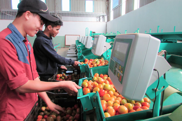 Phân loại cà chua trên dây chuyền máy móc hiện đại tại huyện nông thôn mới Đức Trọng