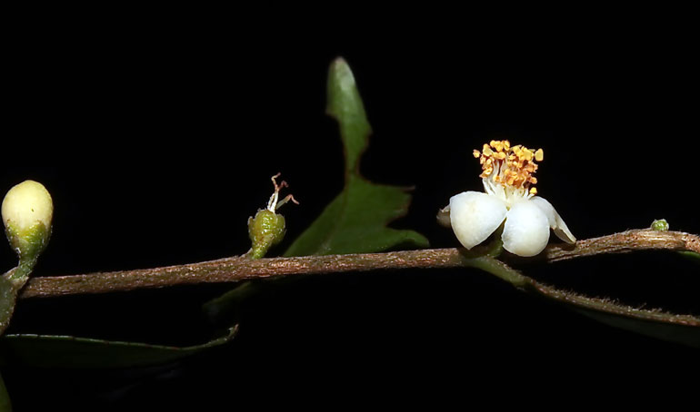 Vườn Quốc gia Bidoup - Núi Bà công bố 4 loài thực vật mới