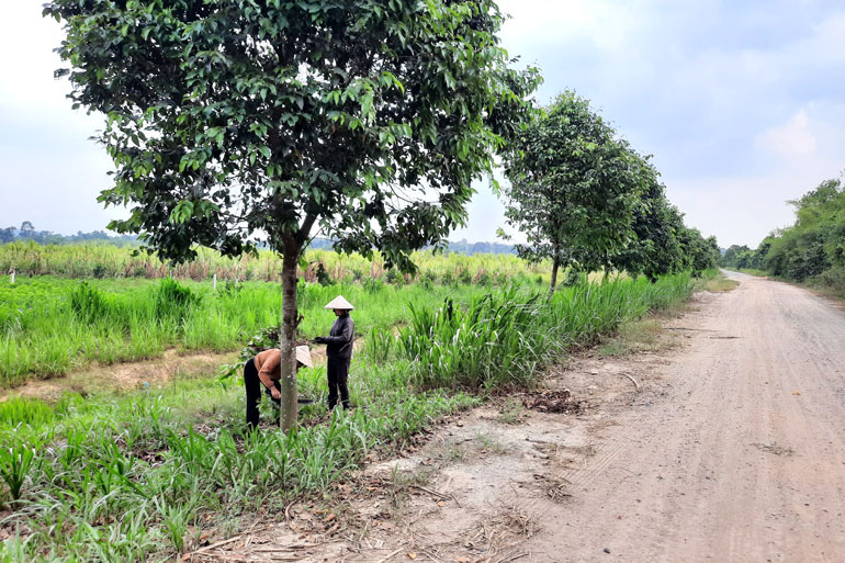 Tại xã Đạ Lây, mô hình “Trồng cây bóng mát đường quê” được người dân hưởng ứng tham gia, tạo cảnh quan thôn quê xanh - sạch - đẹp