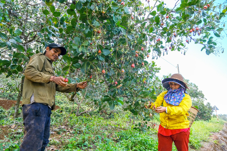 Đồng bào dân tộc thiểu số Lộc Bắc trồng điều xen canh cây chè cho thu nhập khoảng 200 triệu đồng/ha/năm.