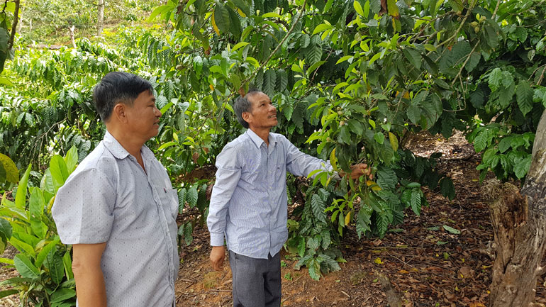 Dổi là một trong những cây trồng có thế mạnh của người Mường xã Tân Lâm