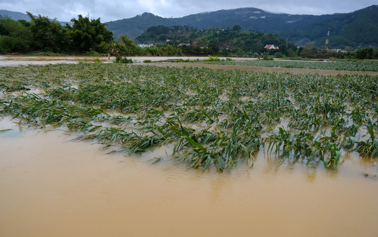 Vườn ngô của người dân dọc sông Đa Nhim (huyện Đơn Dương) bị mưa, lũ nhấn chìm vào tháng 11/2020
