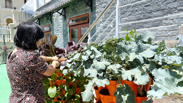 Mô hình trồng rau sạch từ rác thải hữu cơ ở gia đình bà Hoan