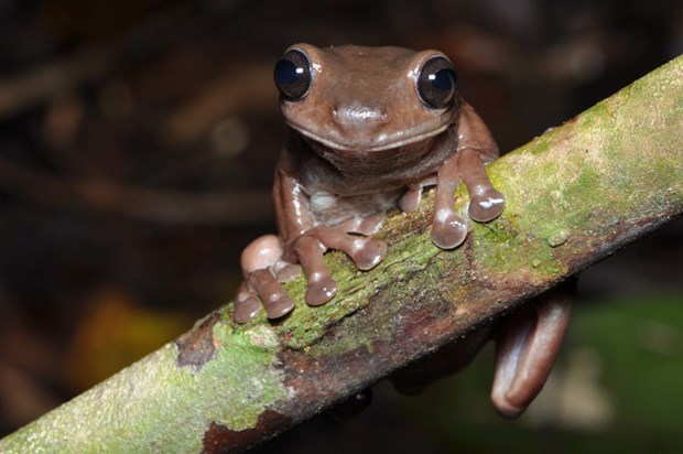 Phát hiện loài &quot;ếch chocolate&quot; vô cùng độc đáo ở Australia