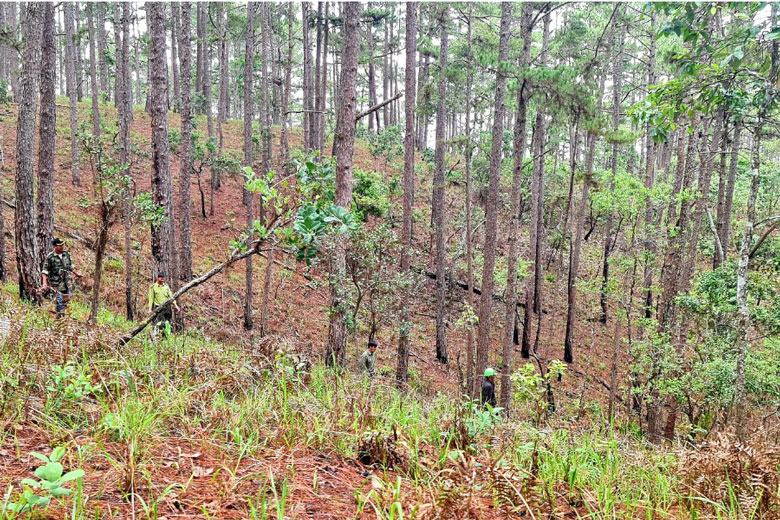 Tiếp tục thực hiện có hiệu quả công tác quản lý, bảo vệ rừng