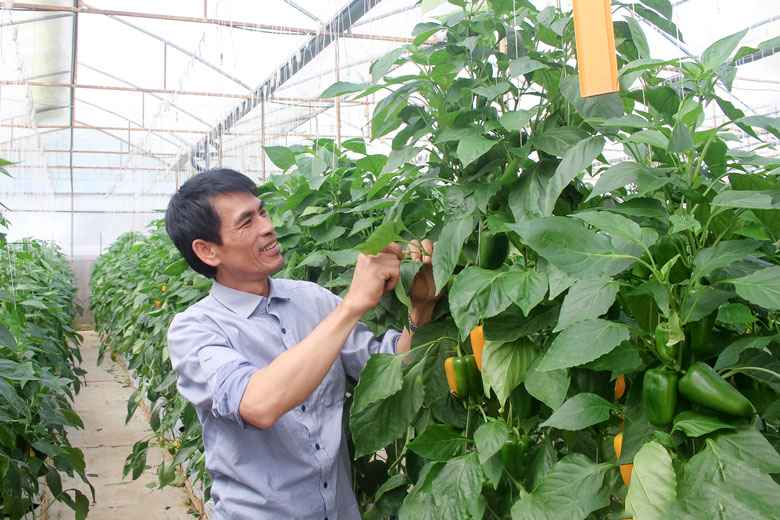 Ông Lê Văn Ba, Chủ tịch Hội đồng quản trị HTX Nông nghiệp An Phú - một trong những đơn vị tiên phong trong áp dụng khoa học kỹ thuật tiên tiến vào sản xuất nông nghiệp tại địa phương