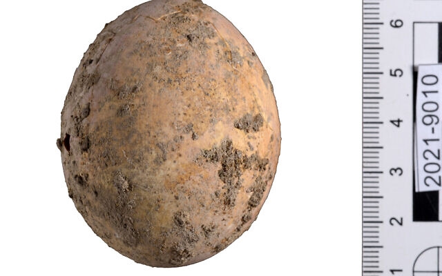 Israel phát hiện quả trứng gà 1.000 năm tuổi còn nguyên vẹn