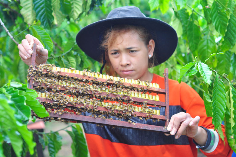 Mô hình nuôi ong mật cho người dân nguồn lãi ròng 50 - 80 triệu đồng/100 đàn/năm