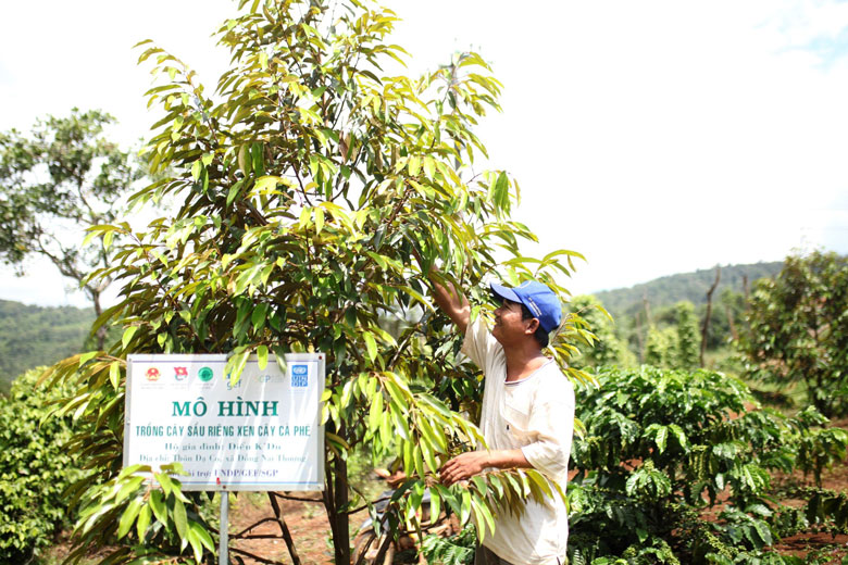 Nhờ tham gia các lớp đào tạo nghề, anh Điểu K’Du mạnh dạn chuyển đổi vườn điều sang trồng bơ xen cà phê