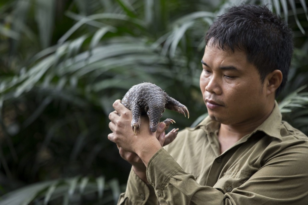 Nhà bảo tồn Nguyễn Văn Thái đã dành cả cuộc đời của mình để bảo vệ loài tê tê cực kỳ nguy cấp ở Việt Nam. Trong ảnh, anh Thái đang ôm trên tay một con tê tê Sunda thuộc Chương trình Bảo tồn Động vật ăn thịt và tê tê. Ảnh: Suzi Eszte.rhas.