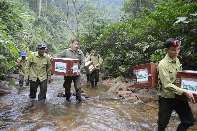 Anh Nguyễn Văn Thái cùng các kiểm lâm trong một lần đi thả tê tê về tự nhiên. Ảnh: Save Vietnam Wildlife.
