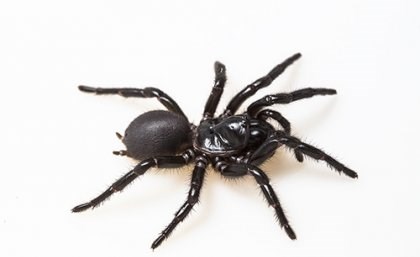Nghiên cứu khả năng dùng nọc độc nhện cứu người nhồi máu cơ tim