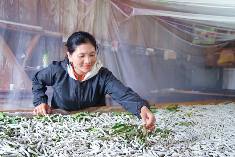 Nhờ được tạo điều kiện để vay vốn và tập huấn kỹ thuật, chị Klong K’Bình mạnh dạn đầu tư trồng dâu nuôi tằm