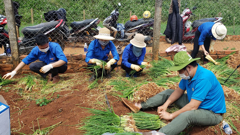 Đoàn viên thanh niên xã Hiệp An (huyện Đức Trọng) tham gia cắt rau hỗ trợ cho bà con vùng dịch