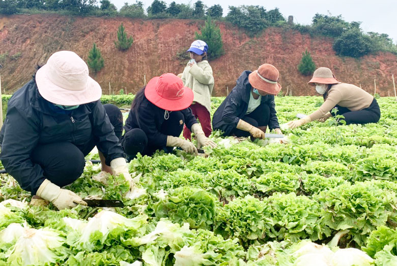 Phụ nữ xã Lạc Dương thu hoạch nông sản, tiếp sức cho người dân vùng khó khăn do dịch bệnh