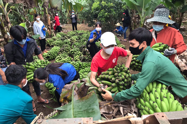 Câu lạc bộ Hành trình đỏ (Hội LHTN huyện Lâm Hà) huy động hội viên thu gom nông sản ủng hộ thành phố Hồ Chí Minh