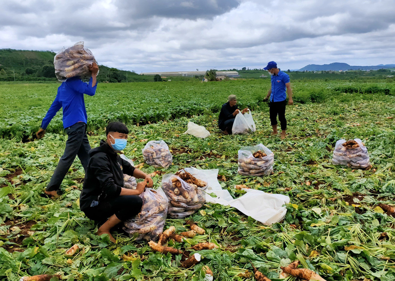 Đoàn viên Thanh niên và các tổ chức đoàn thể chính trị xã hội của tỉnh Lâm Đồng thu gom nông sản để gửi Chuyến xe yêu thương cho TP.Hồ Chí Minh