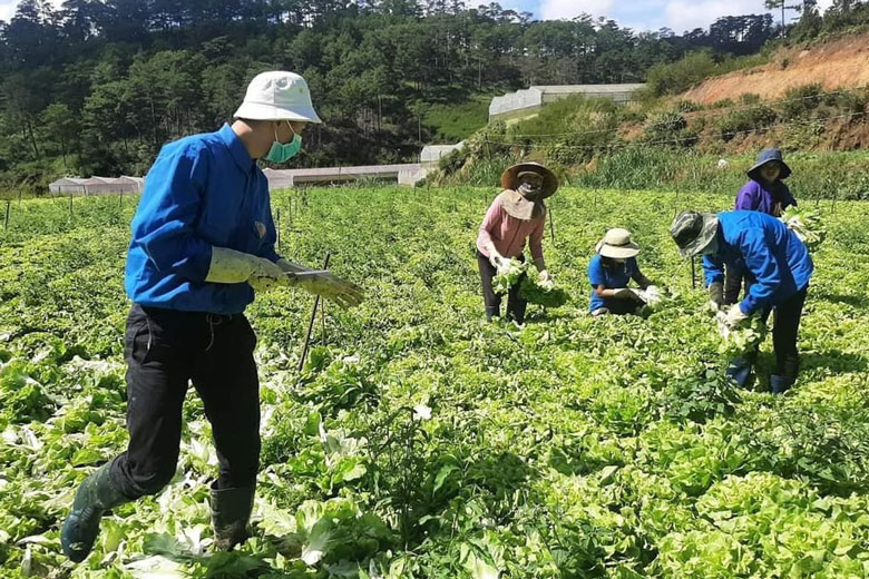 Đoàn viên, thanh niên huyện Lạc Dương hỗ trợ thu hoạch rau để hỗ trợ cho các tỉnh miền Đông Nam bộ