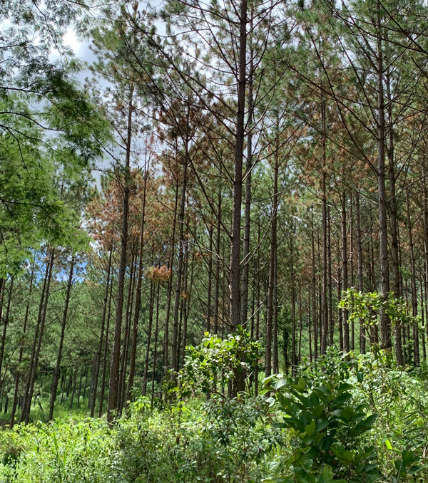 Diện tích rừng tại Tiểu khu 269, xã Đông Thanh được lực lượng chức năng cứu chữa thành công
