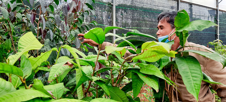 Tiến sĩ Lương Văn Dũng với vườn nhân giống các loại trà tại Trường ĐH Đà Lạt
