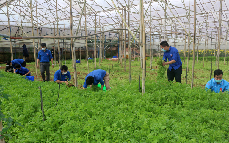Hơn 25 tấn rau củ hỗ trợ người dân Bình Thuận