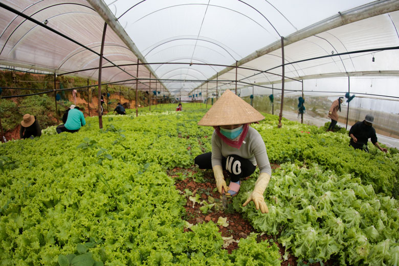 Lâm Đồng: Đảm bảo hỗ trợ cho TP Hồ Chí Minh 200 tấn nông sản mỗi ngày