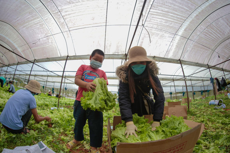 Người dân TP Đà Lạt thu hái rau xà lách, hỗ trợ người dân vùng dịch TP Hồ Chí Minh. Ảnh: C.Thành
