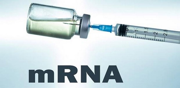Vaccine mRNA do Ấn Độ phát triển bước đầu đạt kết quả khả quan