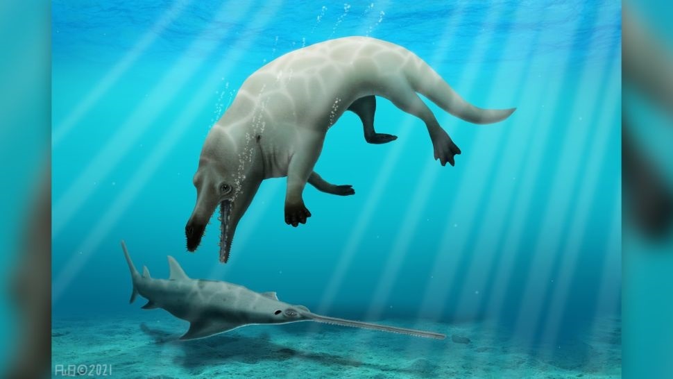 Hình ảnh minh họa về loài cá voi bốn chân sống cách đây hơn 43 triệu năm.