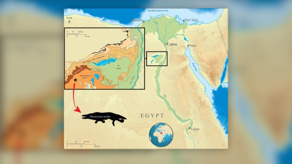 Bản đồ mô tả chi tiết về khu vực Fayum Depression ở Ai Cập, nơi các nhà cổ sinh vật học tìm thấy hóa thạch cá voi.