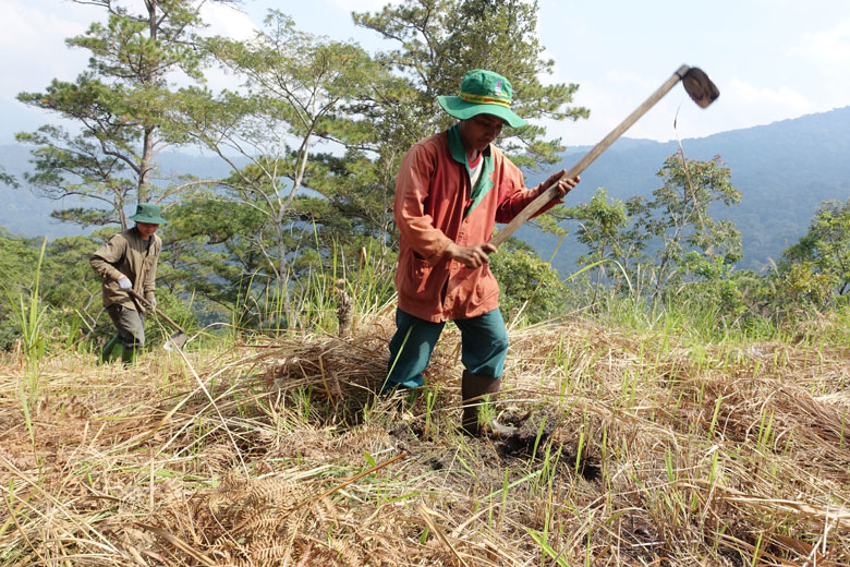 Con cháu người trong làng Đưng Iar Jiêng đi cuốc cỏ tranh để bảo vệ những cây thông con trong vùng lõi Vườn Quốc gia Bidoup - Núi Bà