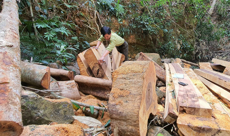 Nhiều vụ phá rừng có tính chất phức tạp bị lực lượng chức năng phát hiện, xử lý