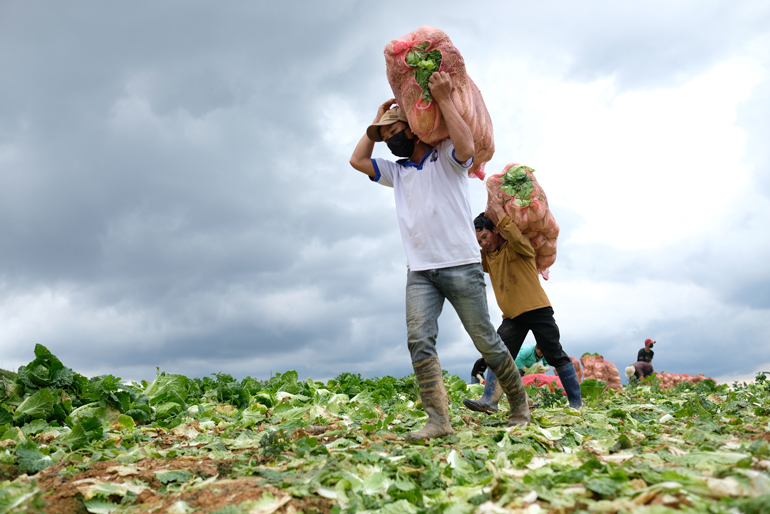 Lâm Đồng hỗ trợ TP Hồ Chí Minh 6.000 tấn nông sản chống dịch COVID-19