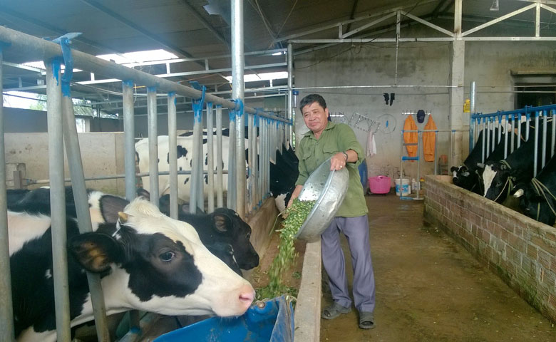 Nhiều nông dân ở Di Linh đã áp dụng chăn nuôi bò sữa theo hướng VietGAHP