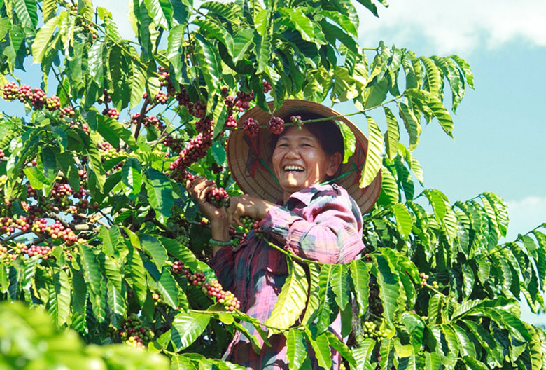 Di Linh chủ động nguồn lao động thu hái cà phê niên vụ 2021 - 2022