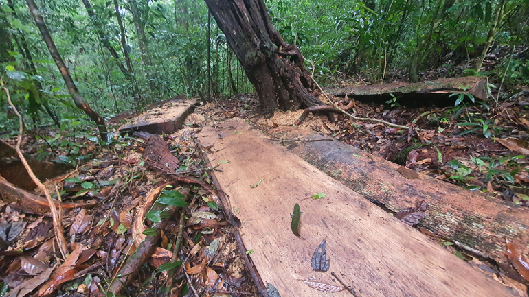 Hiện trường vụ phá rừng tự nhiên tại Tiểu khu 224 huyện Lâm Hà 
