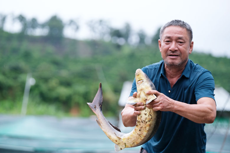Nông dân nuôi cá tầm ở Ðam Rông hiện đang xoay xở nhiều giải pháp để chủ động duy trì đàn