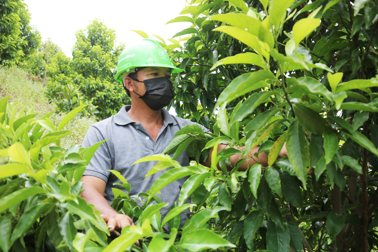 Vừa phát triển kinh tế, vừa bảo vệ rừng, anh Đào Văn Dương trồng 1.000 gốc cây dổi trên diện tích gần 2 ha