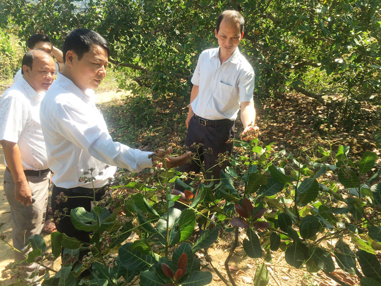 Cấp ủy, chính quyền xã Phước Lộc đã trực tiếp xuống vườn trồng điều của nông hộ để kiểm tra tình hình, hỗ trợ về kỹ thuật. (Ảnh chụp trước thời điểm bùng phát dịch COVID-19)