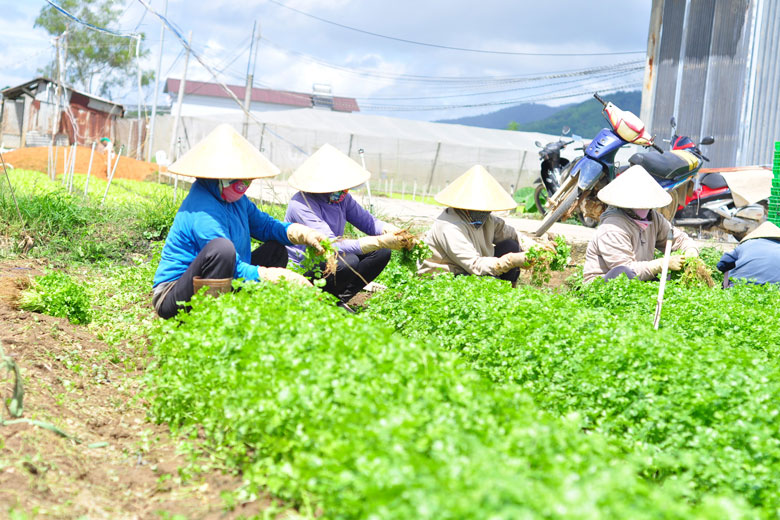 Nông dân Lâm Đồng sản xuất thích ứng với tình hình dịch bệnh