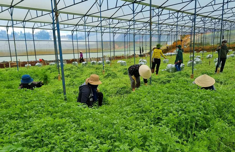 Những vườn rau xanh tốt được nông dân Lâm Đồng tặng “cả vườn” cho người dân vùng dịch thành phố Hồ Chí Minh.